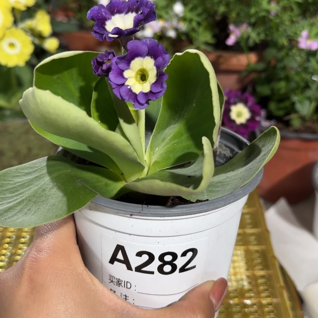 一物一拍耳叶报春A282