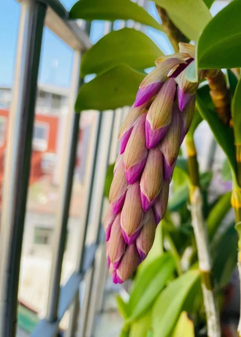 红灯笼石斛，石斛中高贵的品种，花色艳丽，有着不染尘埃的紫，明媚花