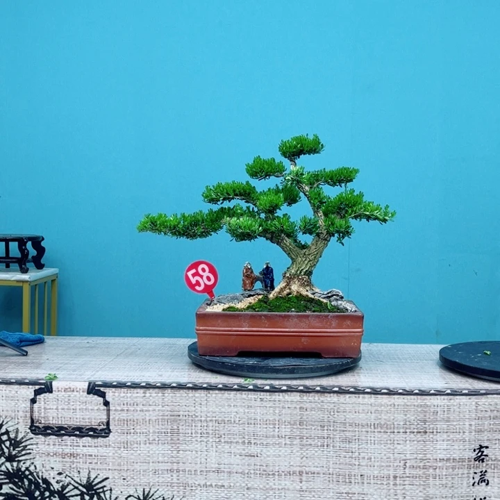 丹***室无花朵广东黄杨精品