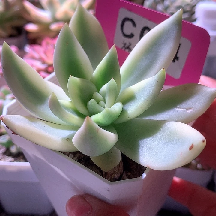 祝之松覆轮锦有根