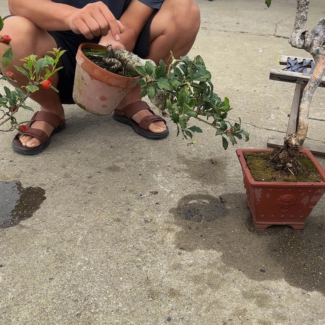 完全开放冬不落盆景造型盆栽花卉