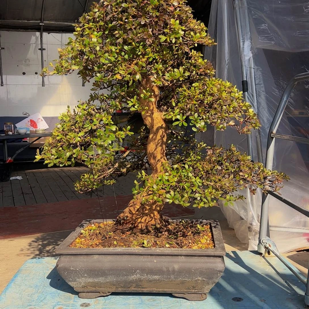 盆景皋月杜鹃若惠比须不包邮