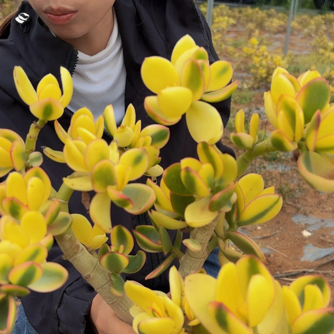9新花月锦多肉植物