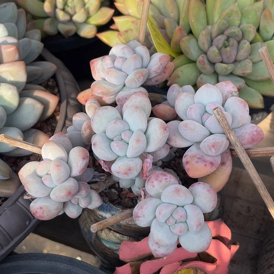 多肉植物奶酪香水901