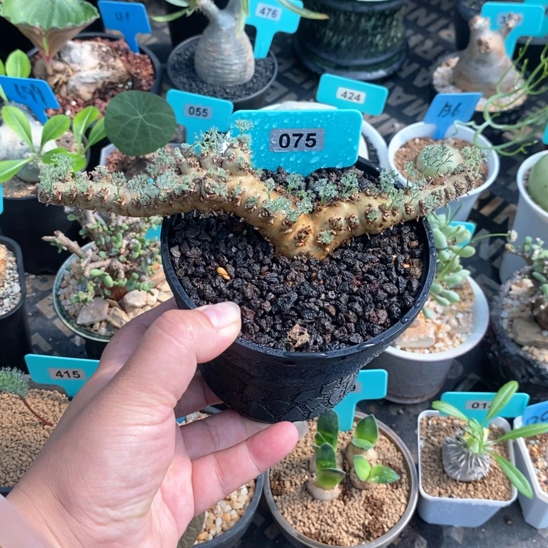 白皮越界多肉植物