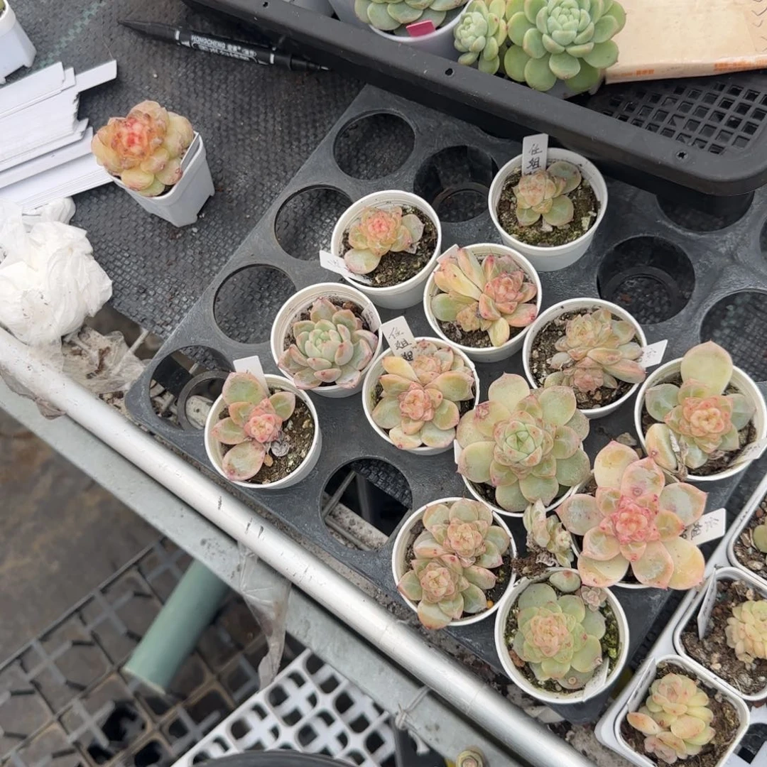 任姐拍甜心圆盆＿个满25包邮