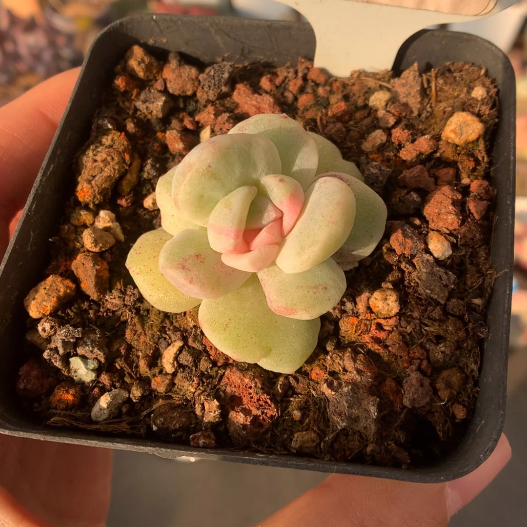 337冰玉石化带锦多肉