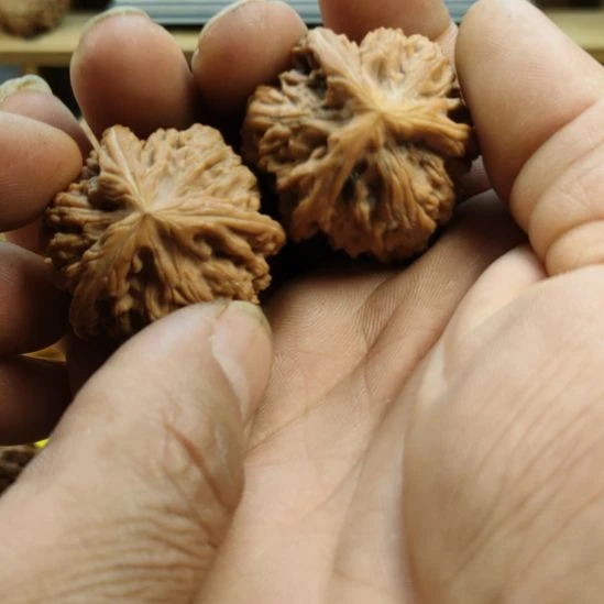 木质类玉龙粗筋三棱核桃