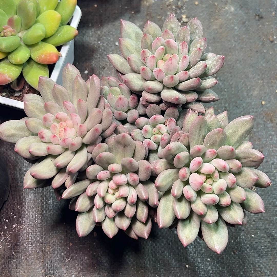 1万赞粉丝福利岩字美人