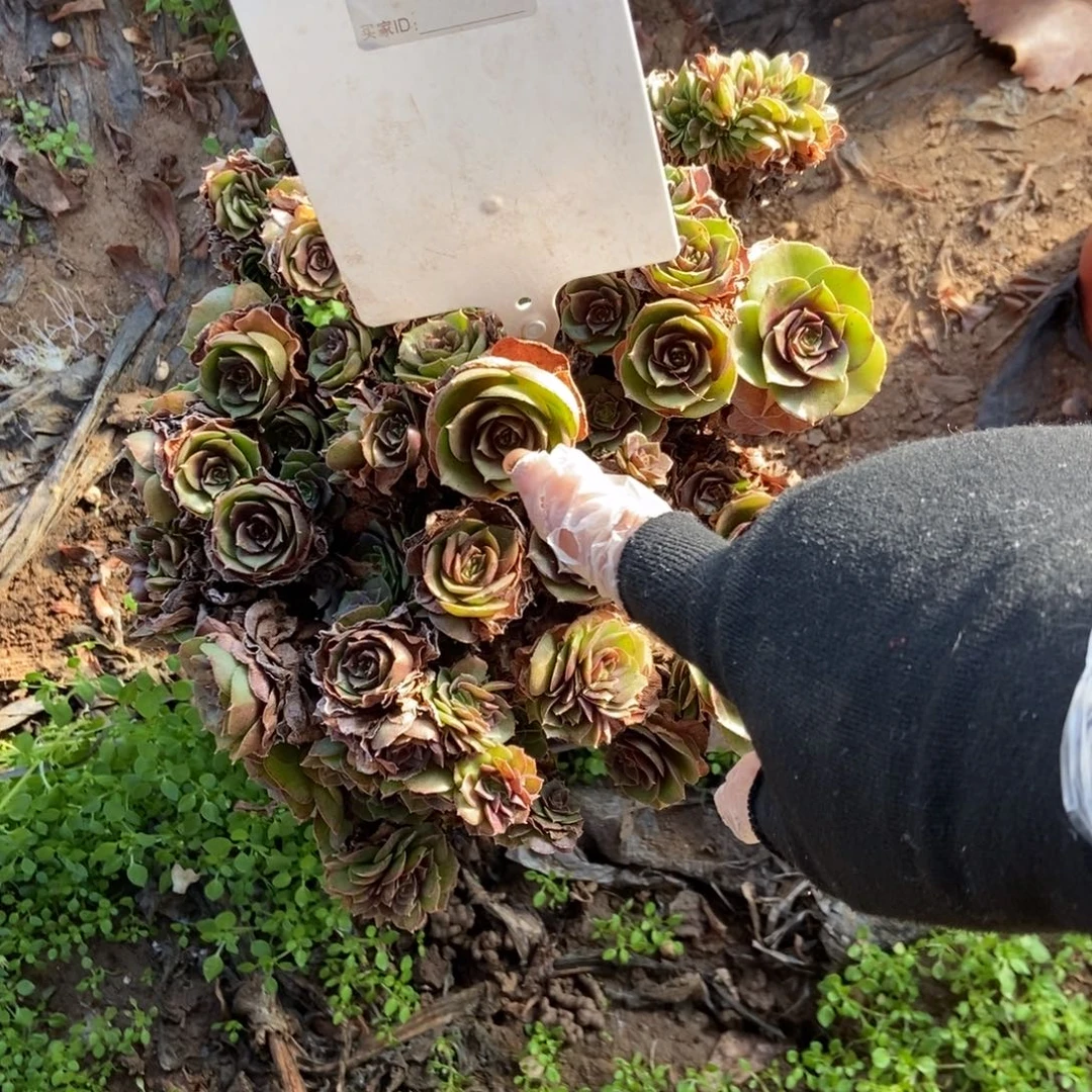 叶***子B238万圣节干伤处理