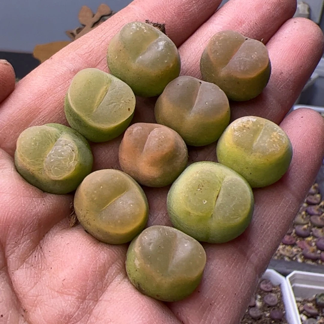 【闪购商品】0000000007