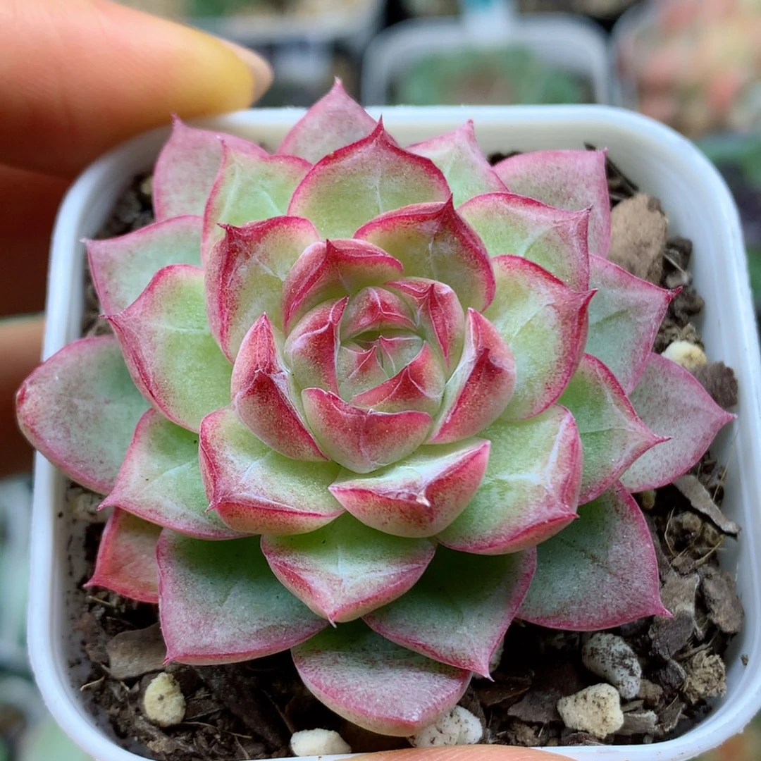 58包邮  群生不包整43