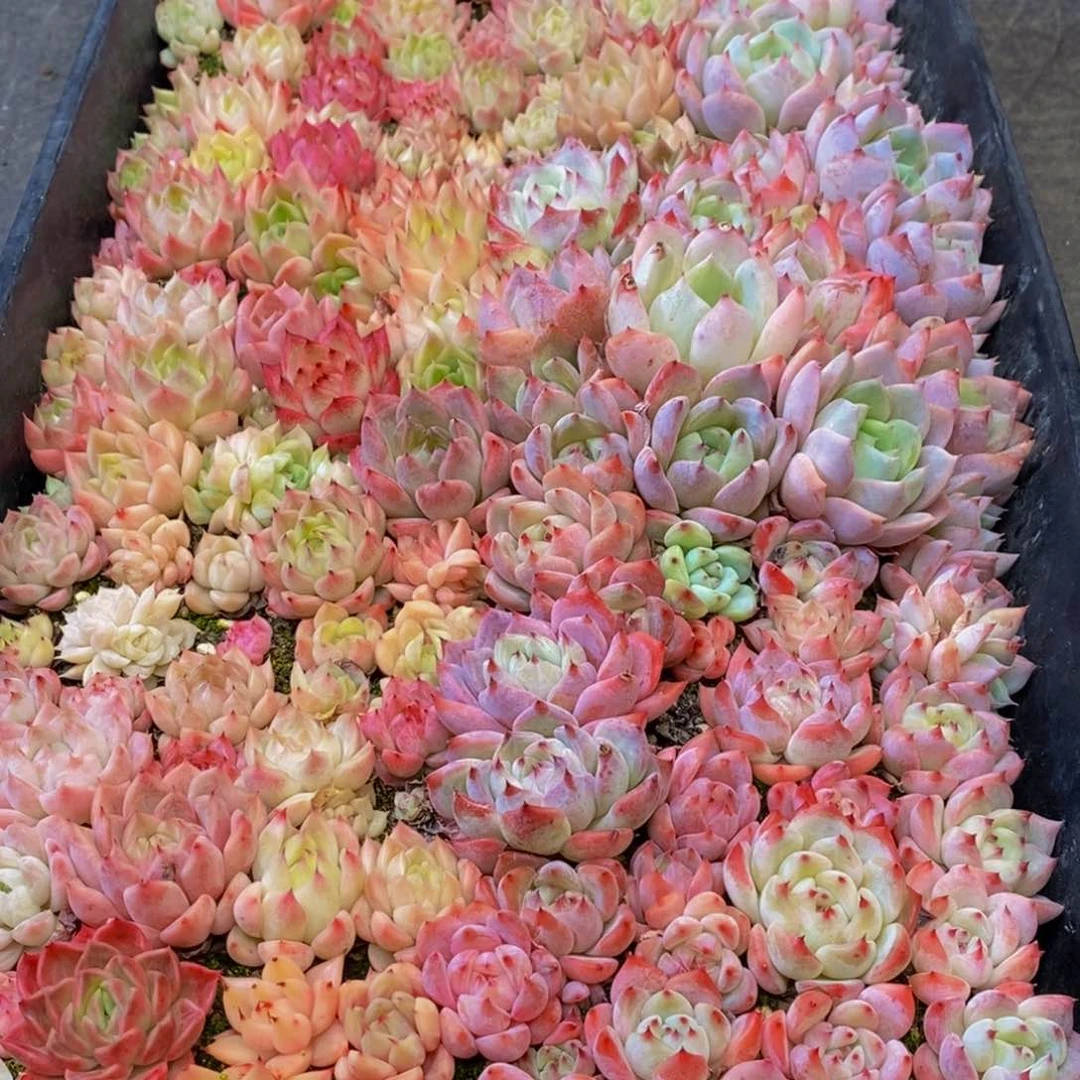 405多肉植物保护研究所所长的