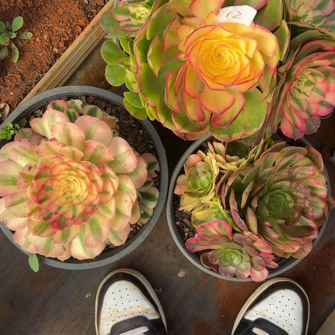 云南多肉植物组拍