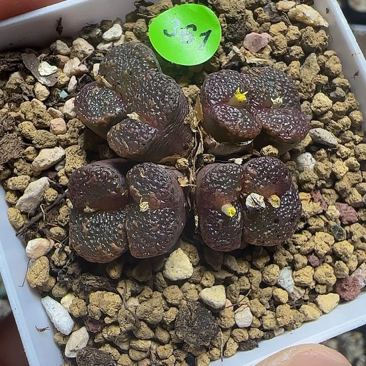 鱼子酱泡泡多肉脱土361