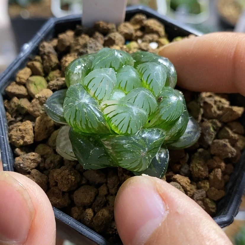 【闪购商品】453实生