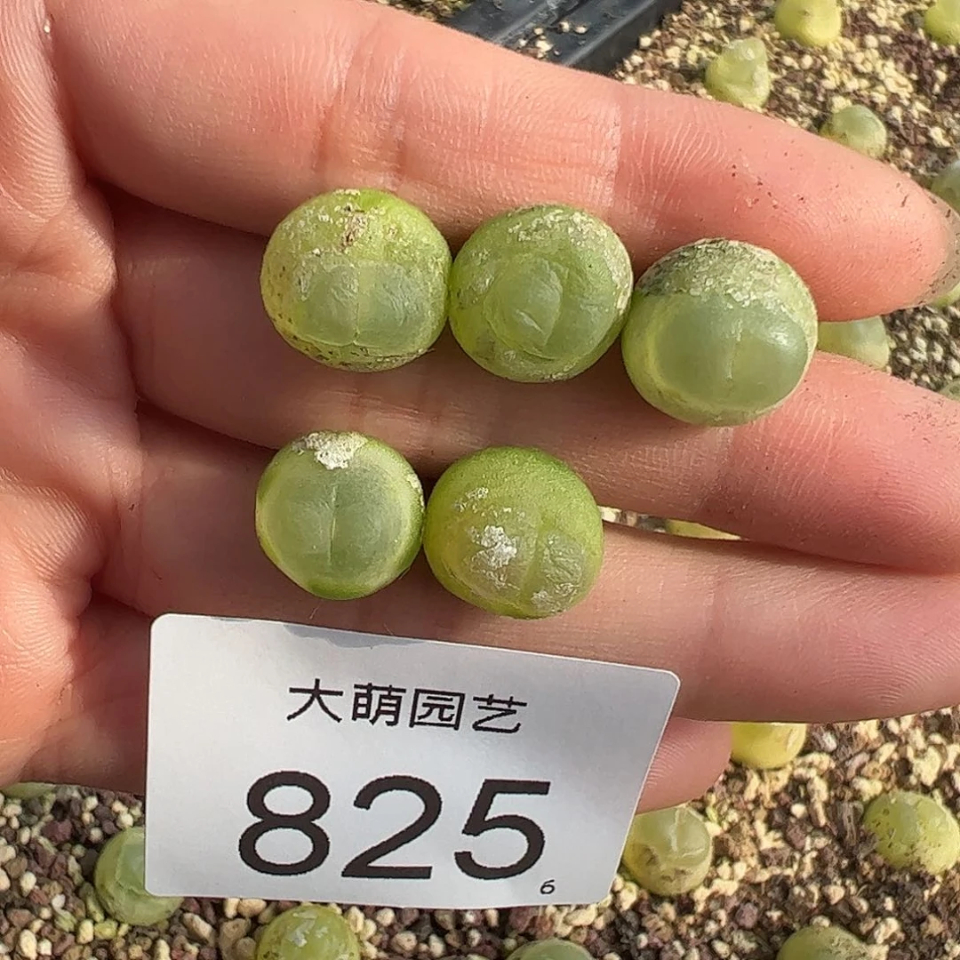 0000825量拍以下1颗