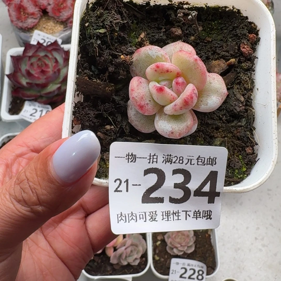 石化橙梦露无盆土