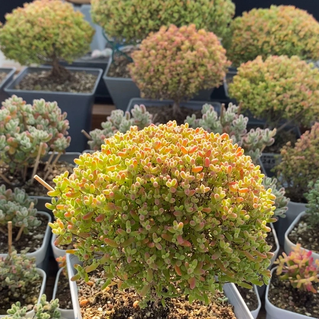 V***蜜橘糖球2603枝干番杏