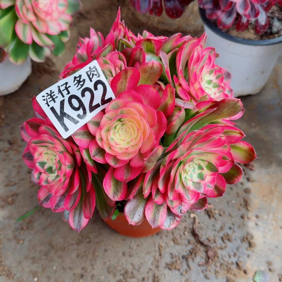 922荔枝法师园艺官服20左右福利款不售后2号