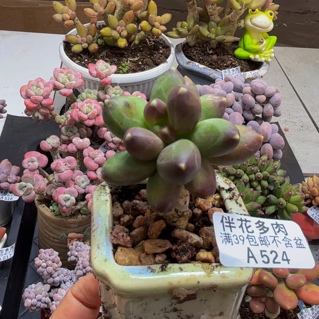 524/5cm香蕉树多肉