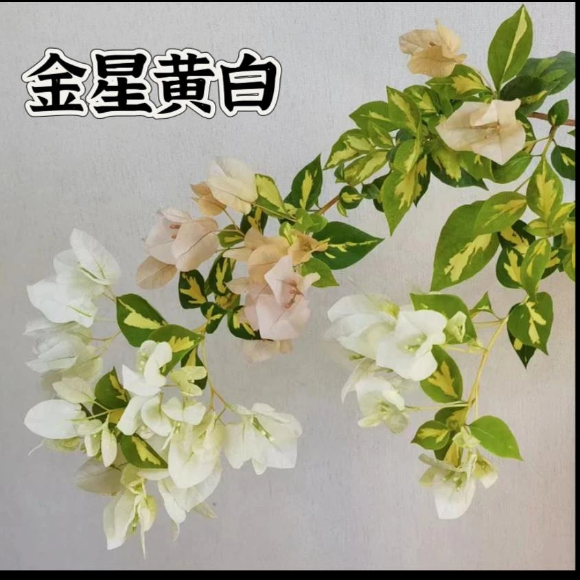 【金心黄白】三角梅袋苗新品种对版稀有花色阳台庭院基地直发