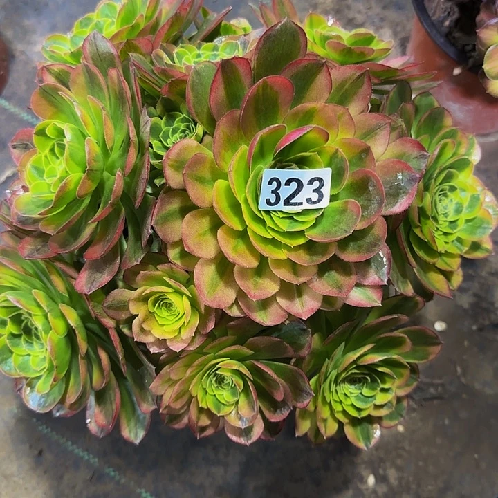 无***妈323奶白多肉法师