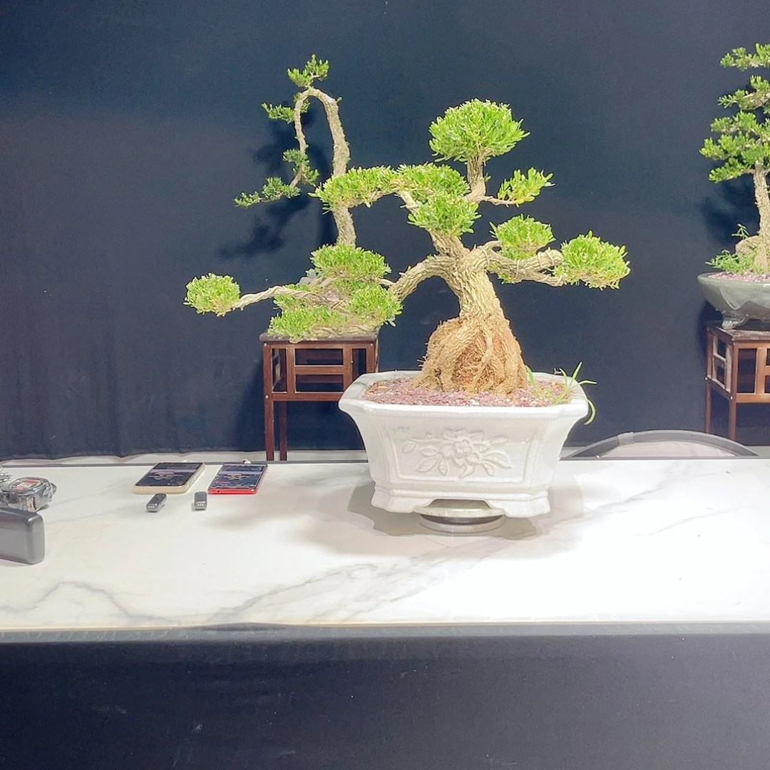 当前无花栽培后可以开花