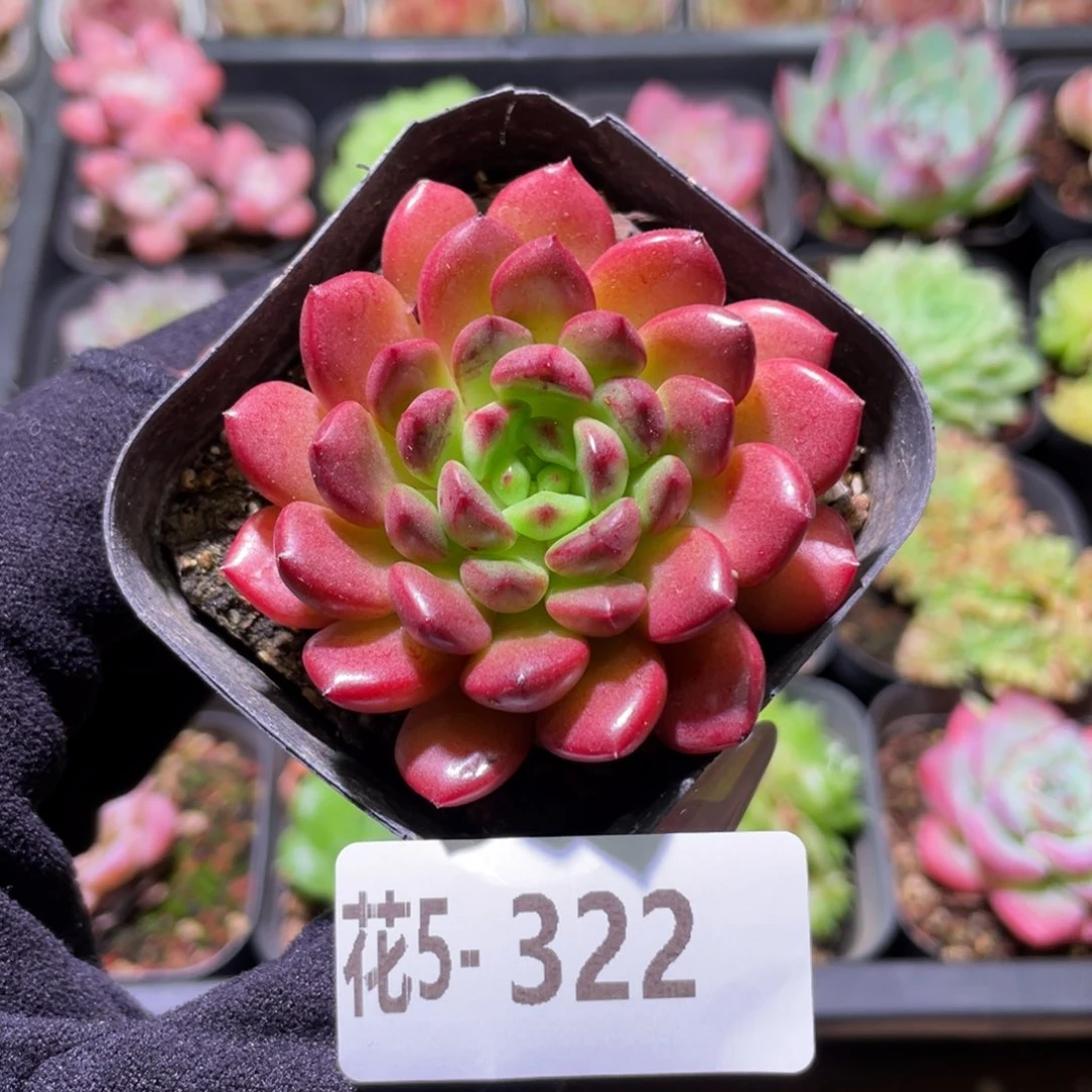 花利美5-322红宝石