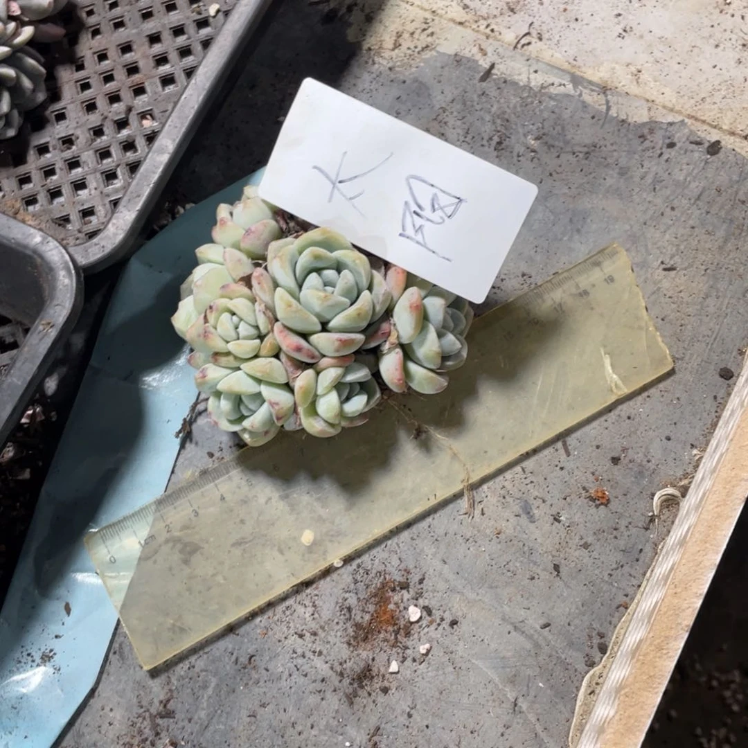 太阳专拍冰玉群生多头