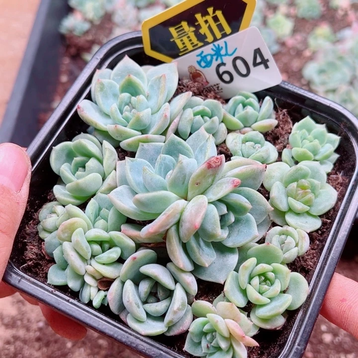 多肉植物多肉植物