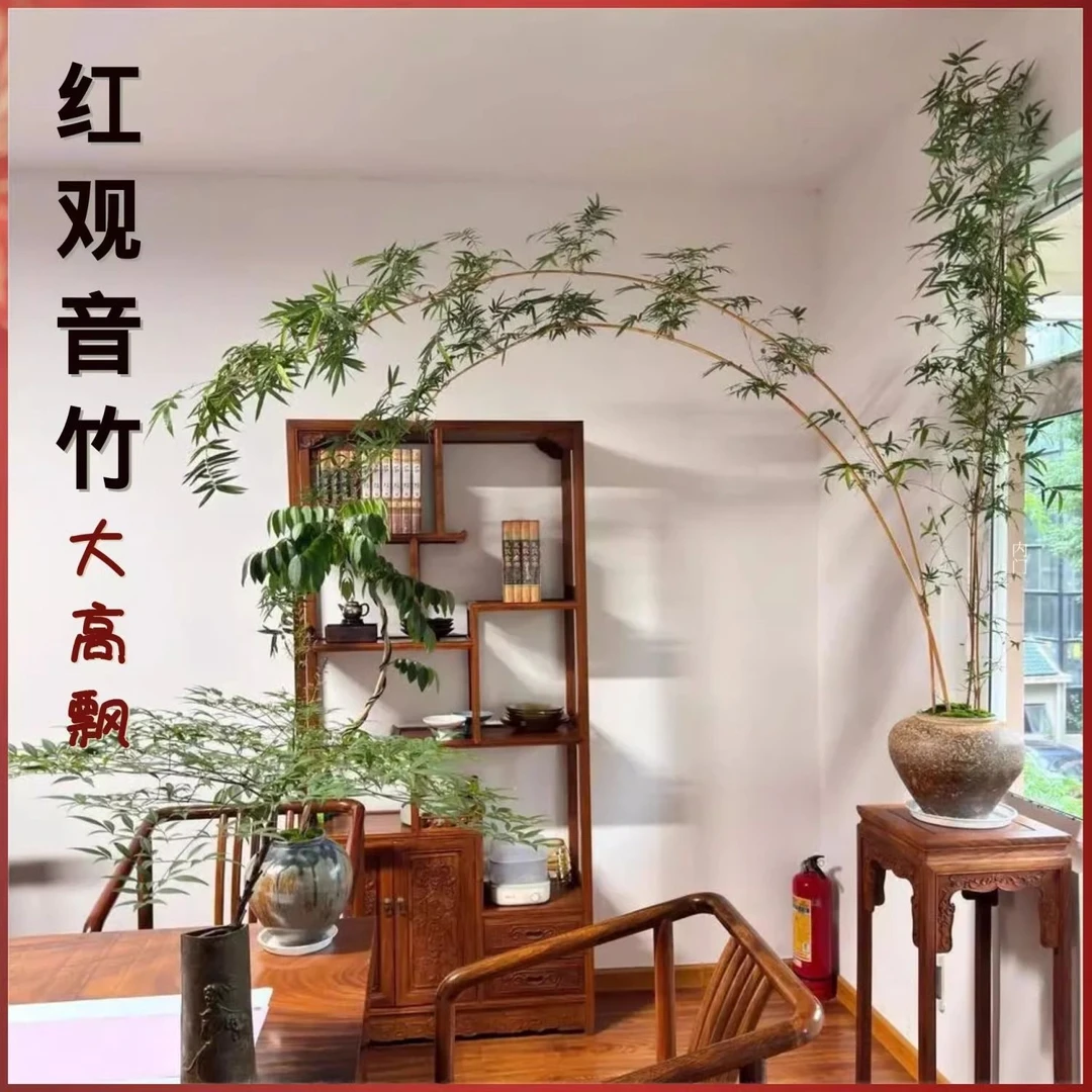 红观音竹绿观音竹飘枝意境室内室外水培苔藓球