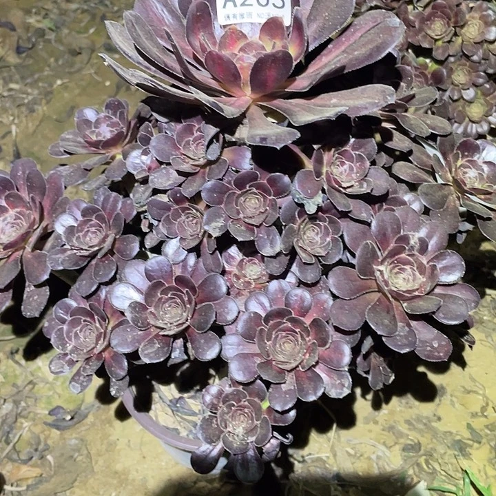 多肉植物法师205晚霞