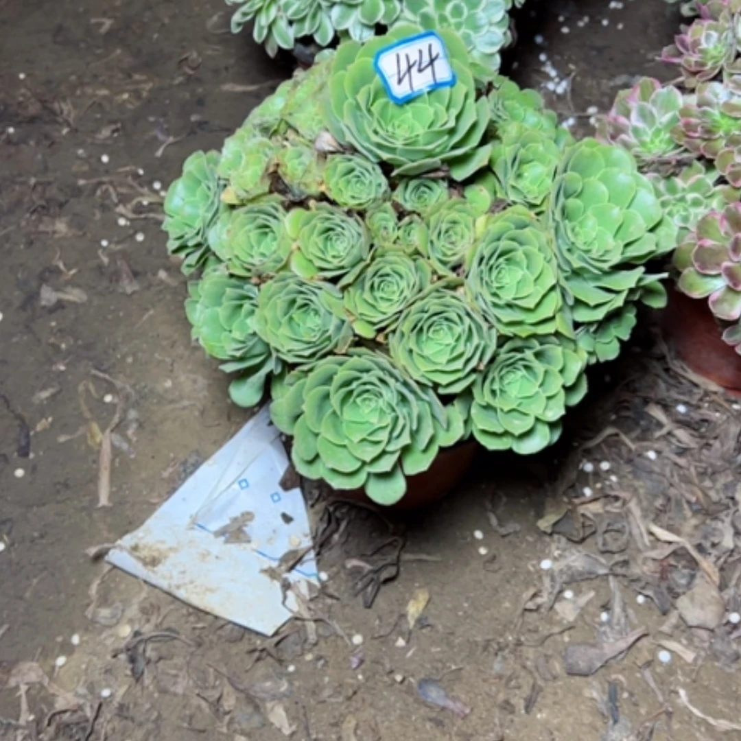 【闪购商品】绿杨荣45