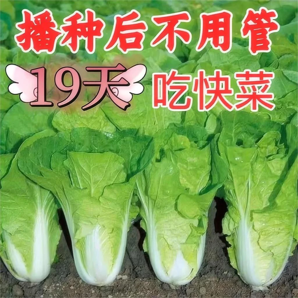 (全店满5包包邮)奶油快菜种子19天成熟耐热耐高温四季小白菜种子
