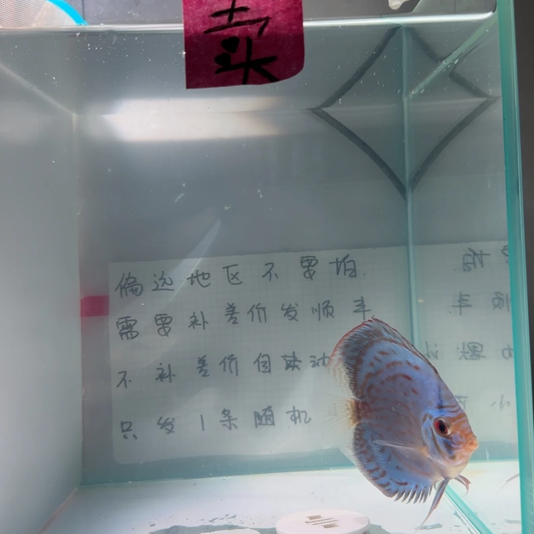 七彩神仙鱼肉身7左右，偏远地区不要拍