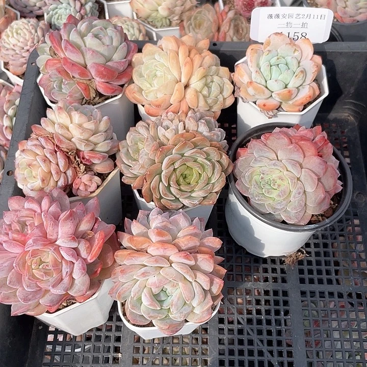 薇薇安园艺多肉1158