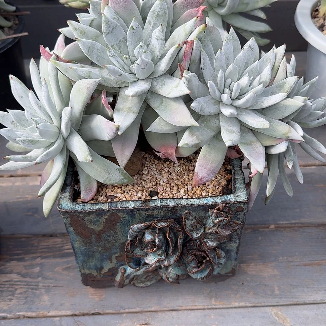 冰***水多肉植物仙女杯A冰哥专拍