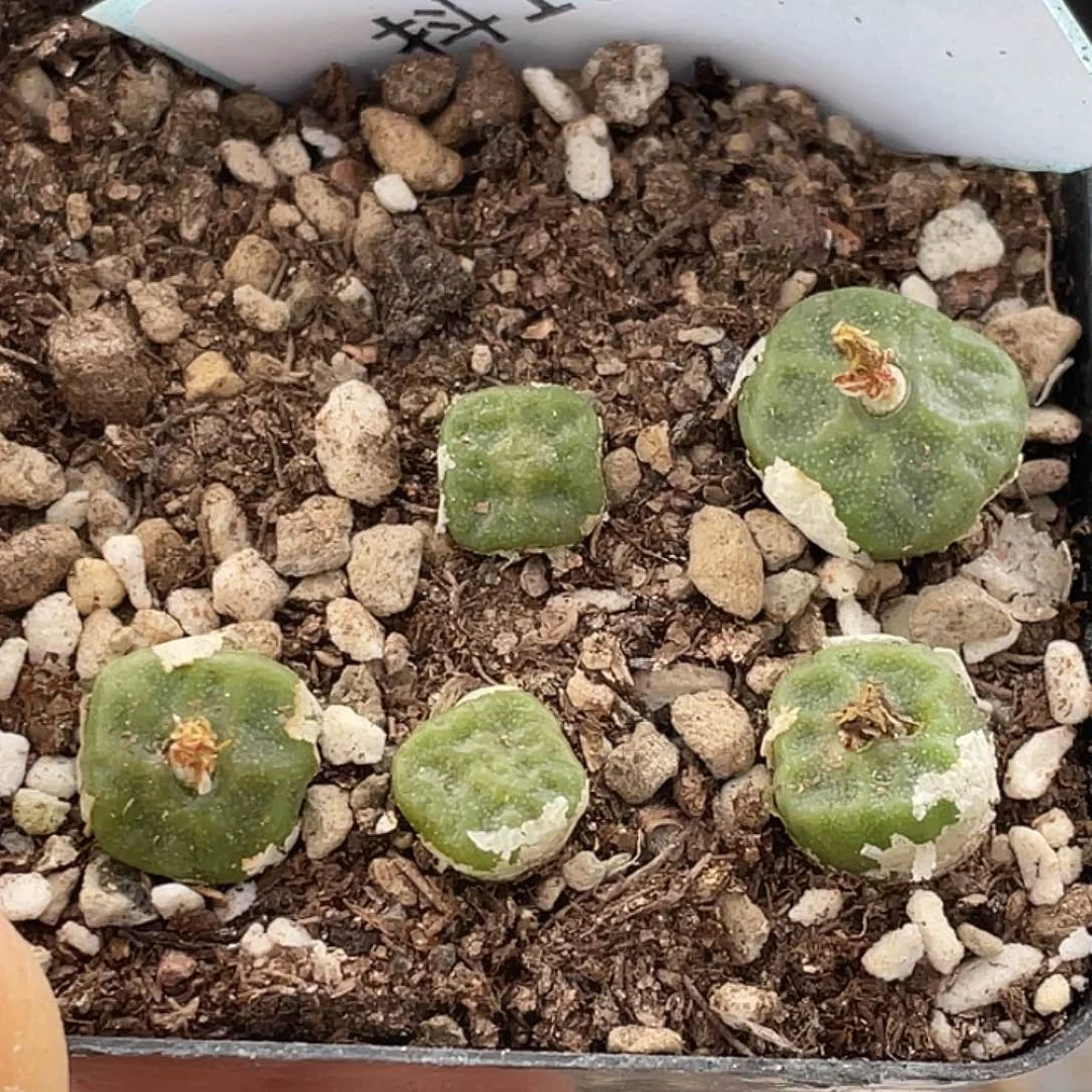 10-169烧麦多肉植物