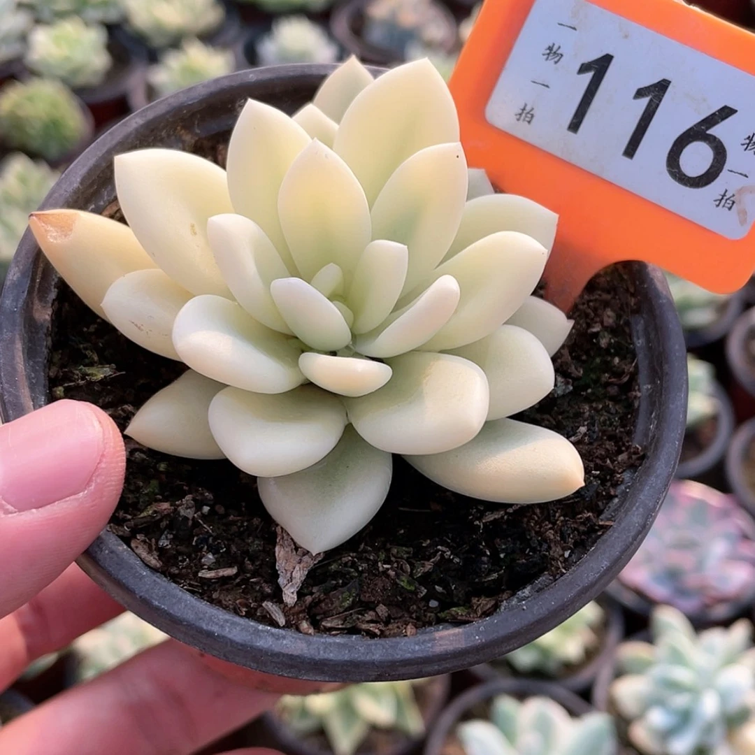 【闪购商品】无花朵点*?116