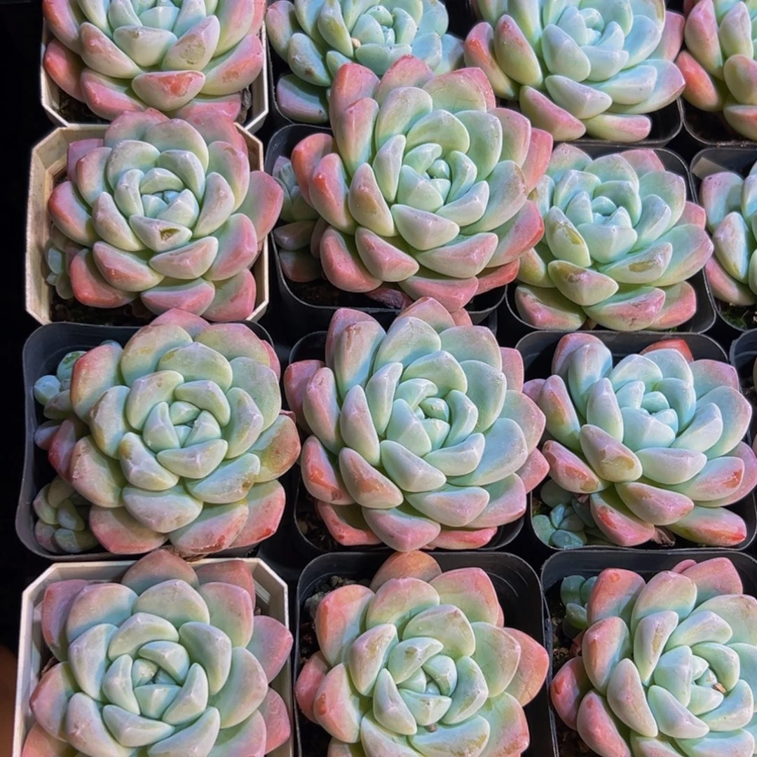 奈***。152多肉植物和植物在这里