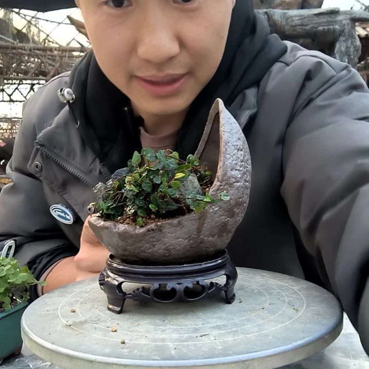 时*小盆景小植物一物一拍39
