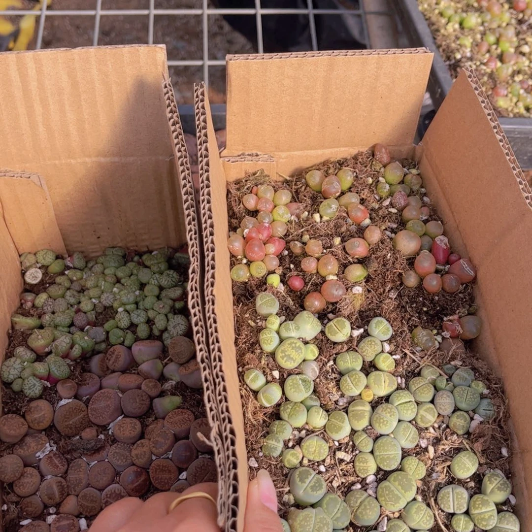 一箱两层00000000001