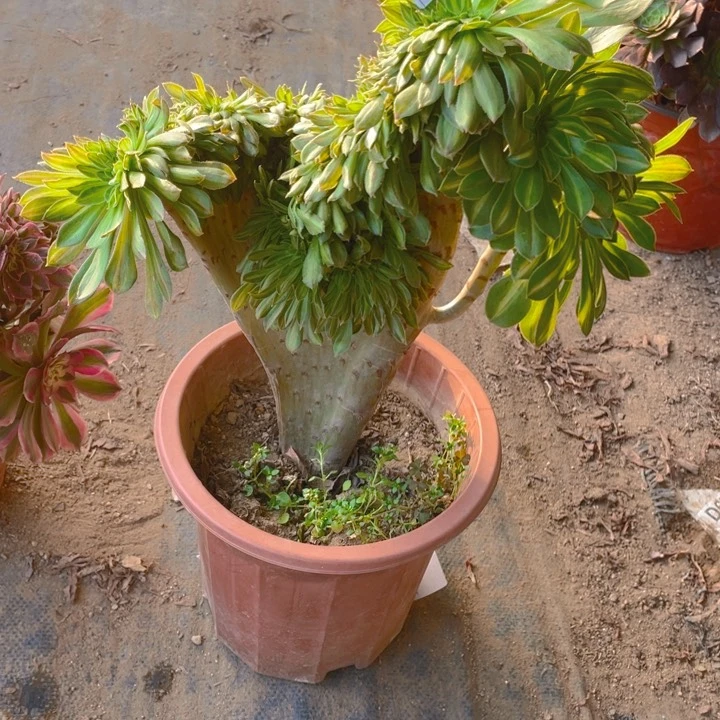 潦**身多肉碧罗春缀化265