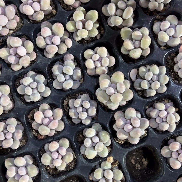 汤圆5颗多肉一物一拍满20包邮