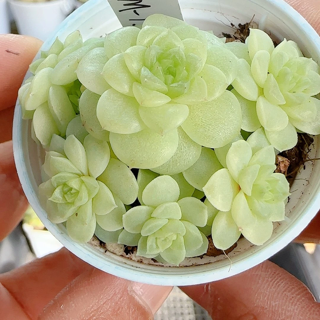 1205-124（fm-151-4）多肉