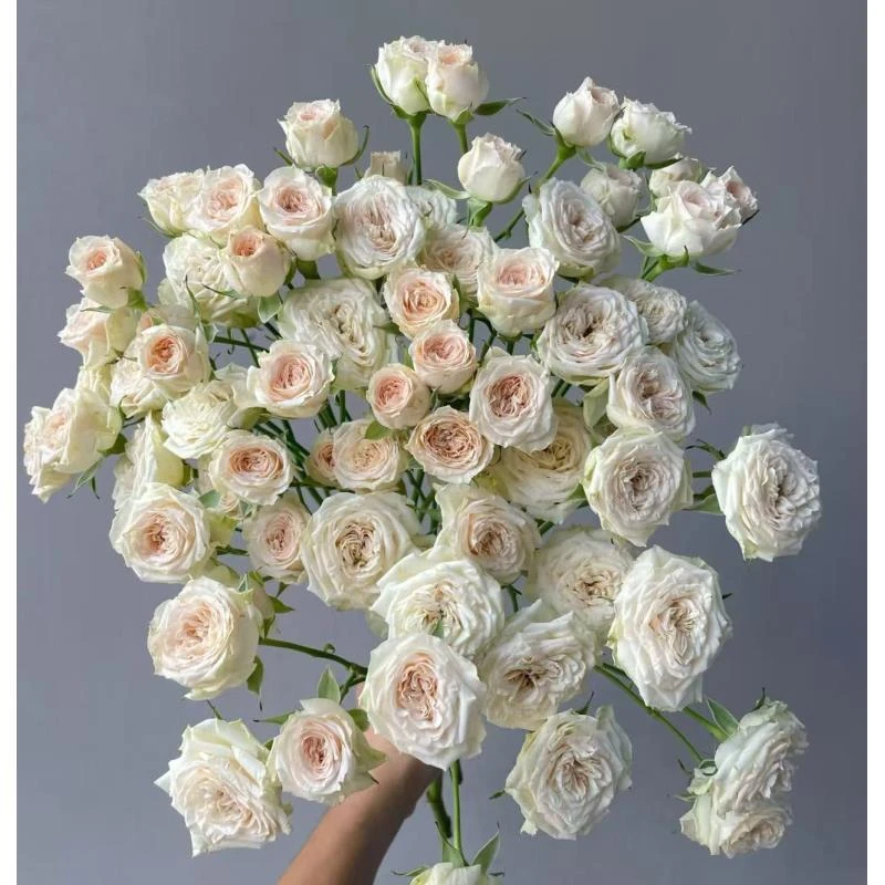 【梅尼耶】多头玫瑰云南基地直发