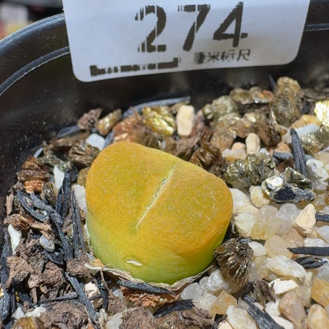 Ssss生石花肉锥274