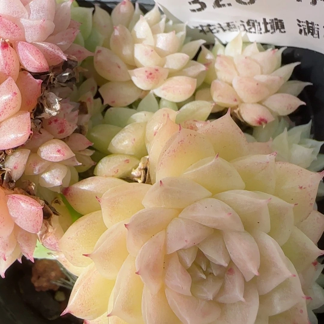 花语逸镜0131-320散