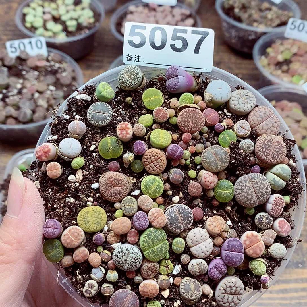 5057啊啊啊啊啊啊